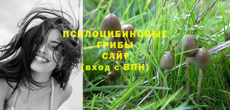 Псилоцибиновые грибы Psilocybe Константиновск